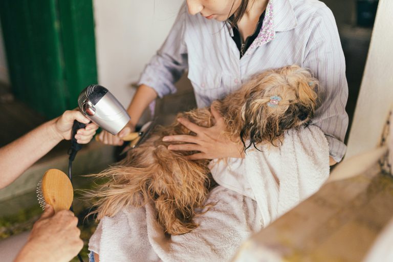 Pet Groomer Dubai: A Comprehensive Guide to Professional Pet Care